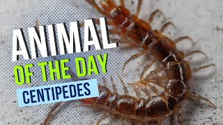 Centipede  Bugs and Insects | Educational Animal Videos for Kids, Homeschoolers, and Teachers