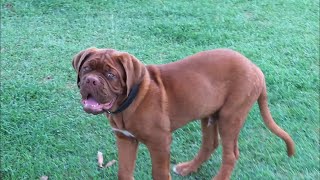 4 and a half month Dogue de Bordeaux hanging around