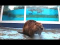 《鳥羽水族館》アメリカビーバーのお散歩