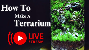 How To Make a Beginner Terrarium! Step By Step Tutorial : Beginner Tutorial