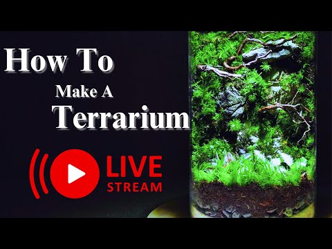 How To Make a Beginner Terrarium! Step By Step Tutorial : Beginner Tutorial
