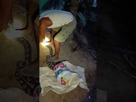 ពស់លេបមាន់