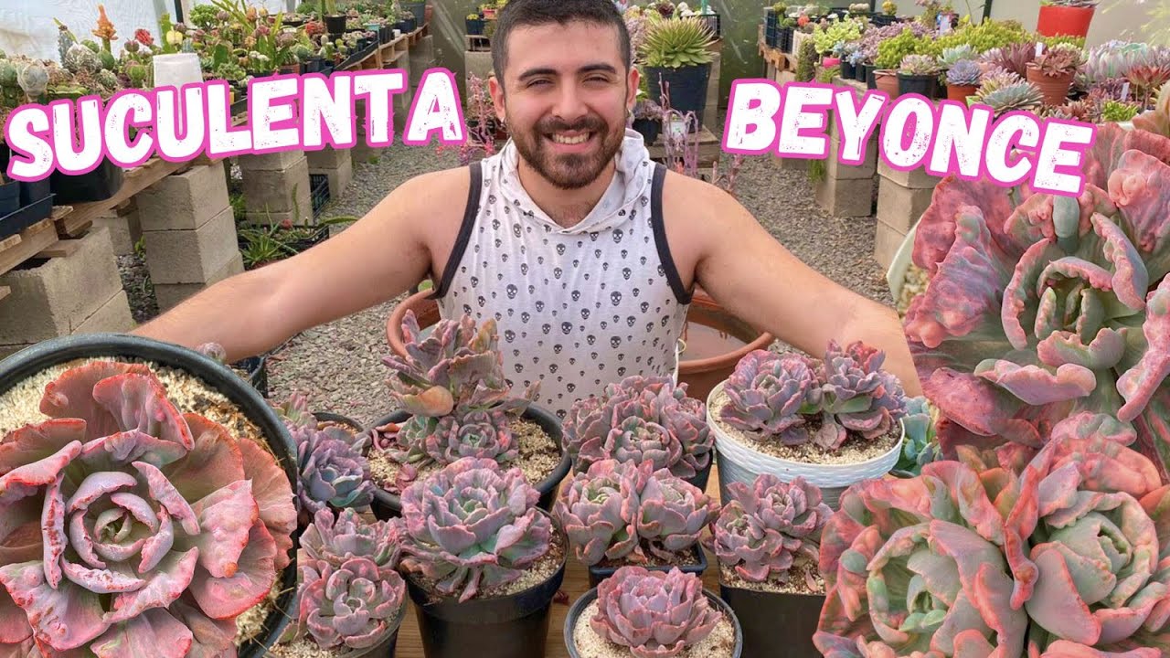 Reproduciendo SUCULENTA EXÓTICA BEYONCE REINVOW