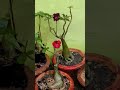 watering adenium plant ☘️☘️ #nonfollowers #garden #plants #gardening