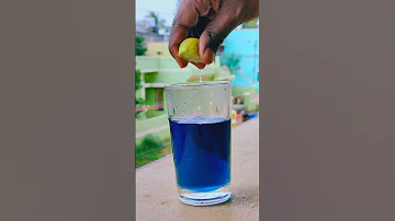 BLUE TEA RECIPE Bluepea Butterflypea Bluetea Tamil Peace Kollywood Happybeats2022 