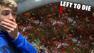 Rescuing Hundreds Of Fish From Dried Up Pond (RESCUE MISSION)