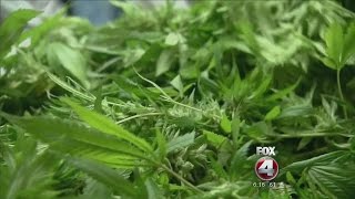 Nfl Studies The Use Of Marijuana