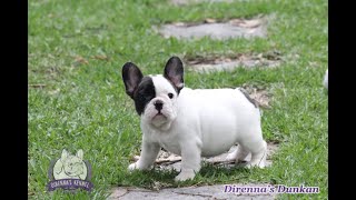 Dirennas Dunkan - Macho - Bulldog Frances - Canil Direnna