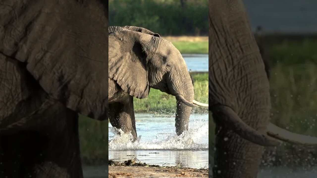 русские фертильи 