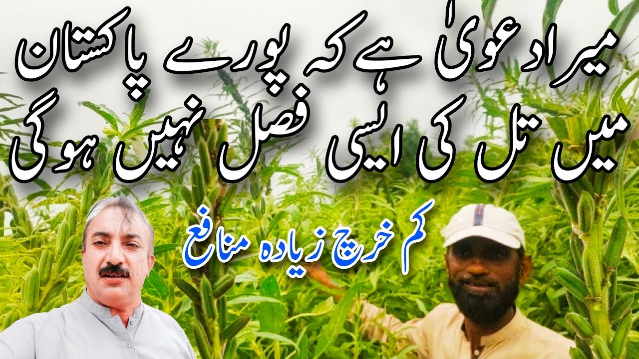 میرا دعویٰ ہے کہ پورے پاکستان میں تل کی ایسی فصل نہیں ہوگی|فی ایکڑ25 ہزار خرچہ6لاکھ منافع
