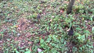 MVI_9781.AVI