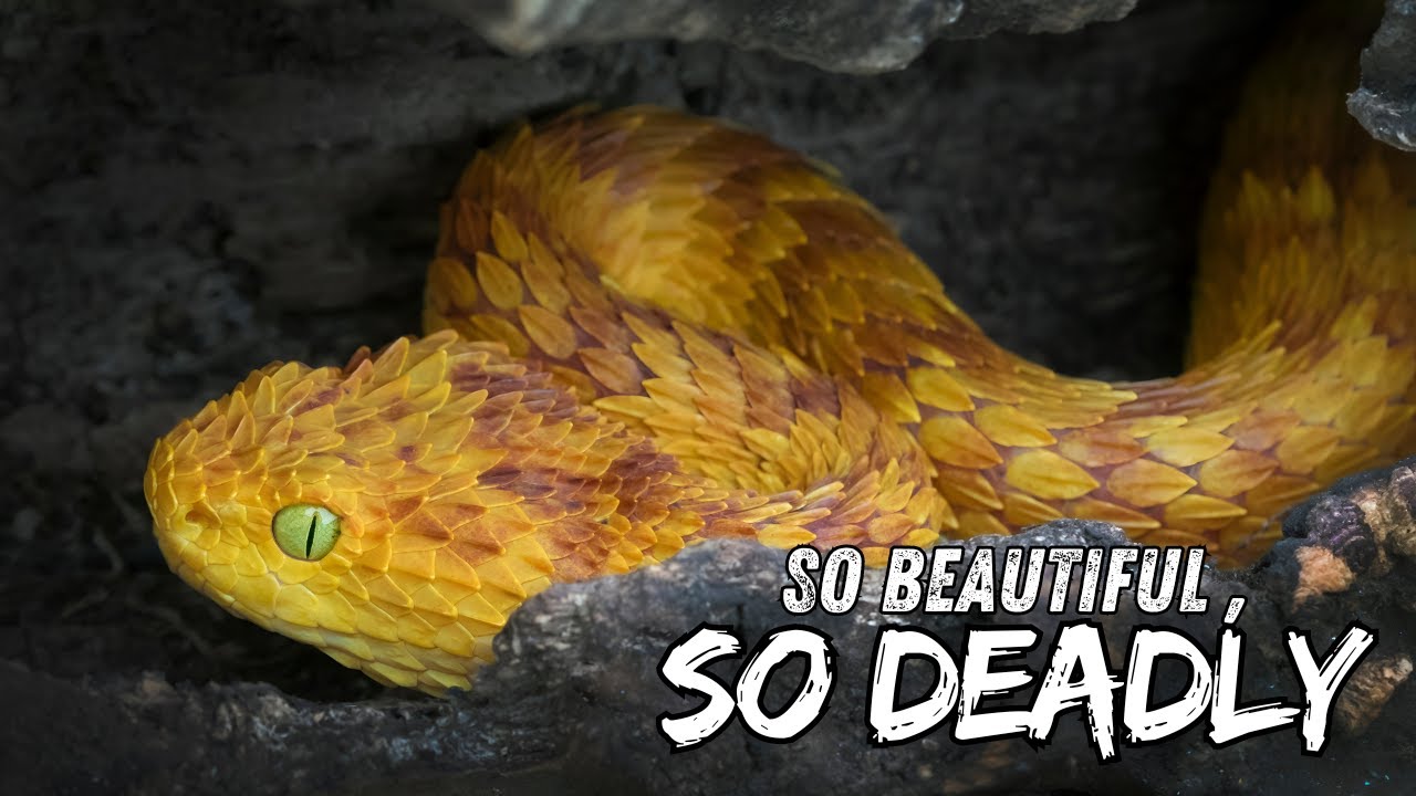 vipers-nature-s-most-dangerous-noodles-youtube