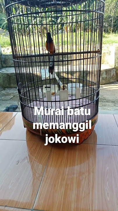 burung murai batu memanggil manggil jokowi