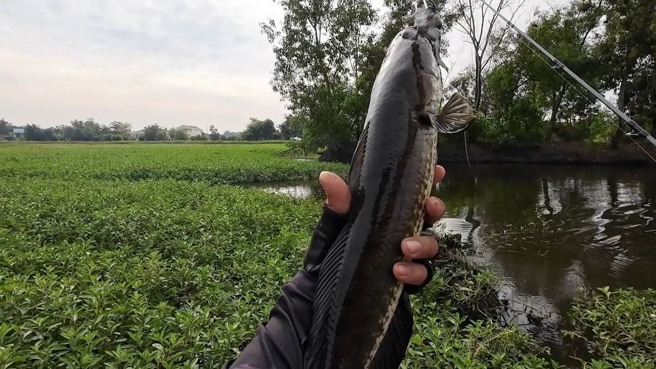 Câu cá lóc - HẦM RAU NHÚT CÓ HUGO