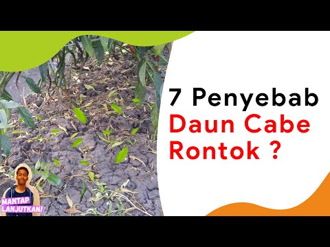 Video: Daun Jatuh: Apa yang Dapat Menyebabkan Rontoknya Daun Pada Tanaman