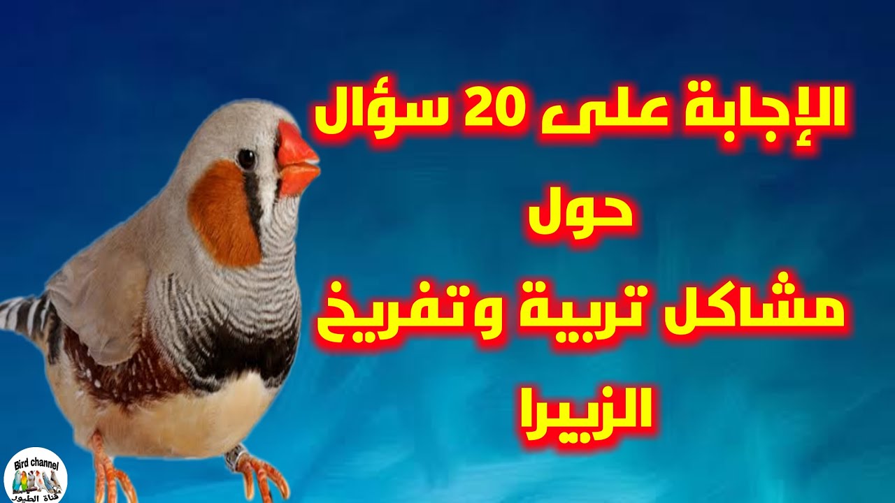 أسئلة وأجوبة عليها حول مشاكل تربية وتفريخ الزيبرا  | 20 سؤال مهم
