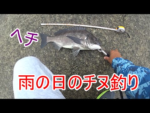雨のヘチ釣りは良く釣れる 黒鯛チヌ イガイ Youtube