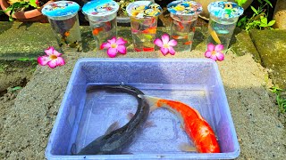 Unboxing Ornamental Betta Fish, Goldfish, Catfish, Ornamental Fish, Pond Fish, Tilapia, Dragon Fi...