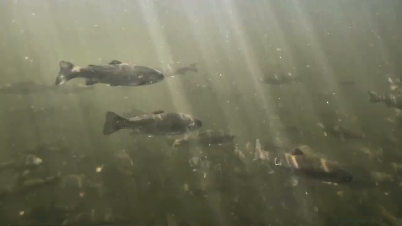 Aquaculture Voyis Data Fish Farm in Ontario