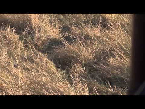 Leopard Chases Cheetah!