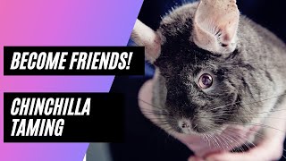 How to make friends with a chinchilla: Chinchilla taming