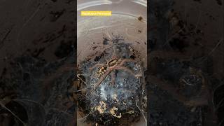 Hapalopus formosus by Beast Spiders on YouTube #feed #tarantula #nature#spider