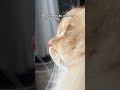 The fact #shorts #cat #funny