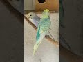 #viral #youtubeshorts #yourcat #video #videoshort #shortvideo #shortsvideo #shortsviral #humor