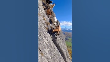 Goats Climb Down the Cliff Like It’s Nothing! 🐐#Goats #Wildlife #NatureVideo #Animal #mountaingoat