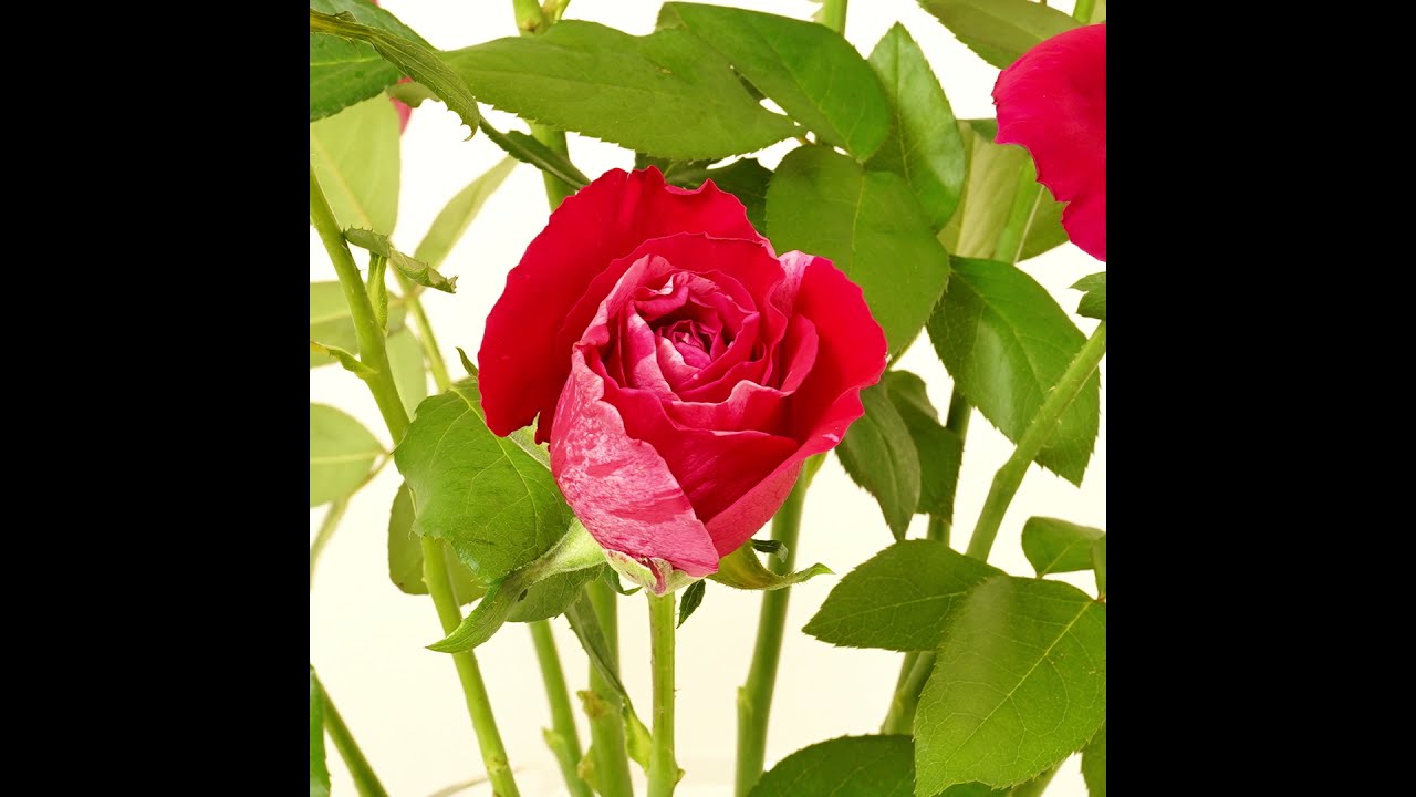BLOOMING FLOWER_バラ（ディレクターズエディション） - YouTube