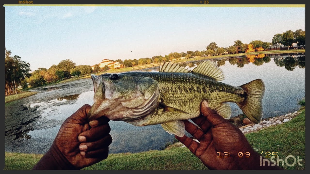 BANK FISHING FOR BASS ( TIPS and TRICKS )  #bassfishing #fishing