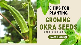 Exclusive 10 Tips for Planting and Growing Okra Seeds Successfully Details