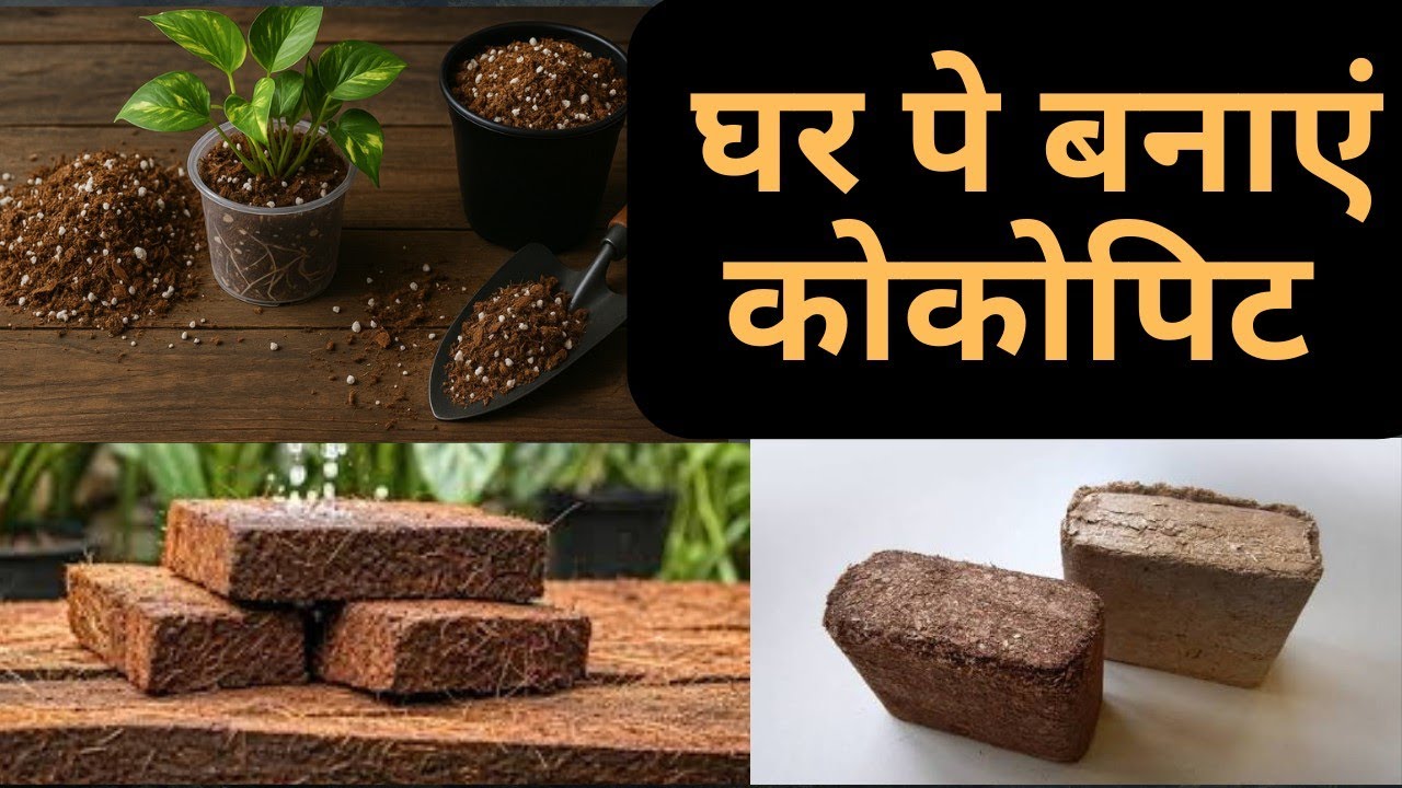 Ghr pe asani se bna skte h cocopeat!! Best method 