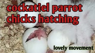 Cockatiel Parrot Chicks Hatching