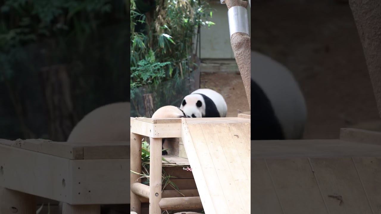 The Surprising Truth About Cute Panda Footage Nobody Tells You