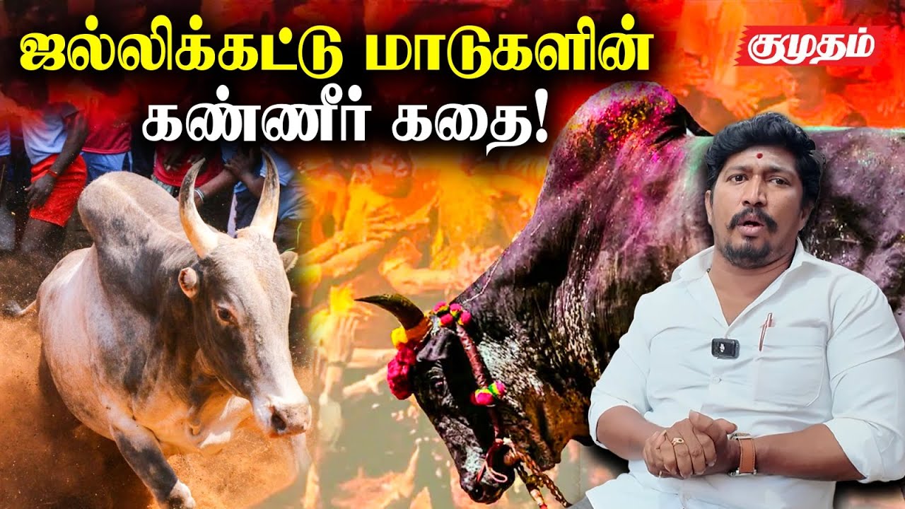 ஜல்லிக்கட்டு மாடுகளின் கண்ணீர் கதை! | Jallikattu | Kangeyam Kalai
