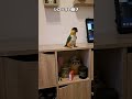 【鳥Part289】シロハラインコ特有の動き #鳥 #birds #parrot #かわいい #インコ