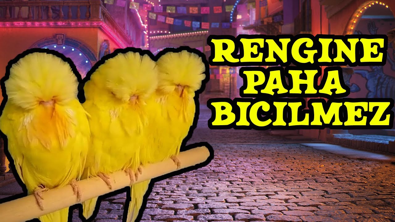 Yuvalıklardan Yavru Topluyoruz - 8 l VLog