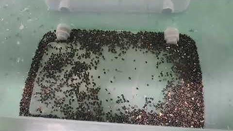 Black bean color sorter