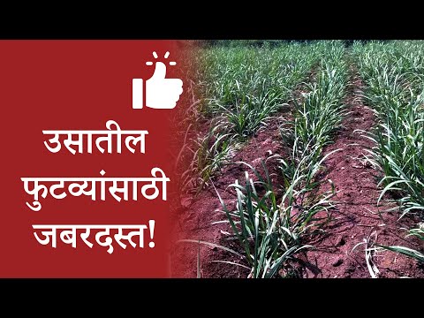 ऊस पिकामध्ये फुटव्यांची संख्या वाढवण्यासाठी करा योग्य नियोजन! - ऊस पिकामध्ये फुटव्यांची संख्या वाढवण्यासाठी करा योग्य नियोजन!