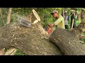 Heavy opponent ms881‼️Cut down 2 trees with the Strongest chainsaw, Husqvarna 3120xp.