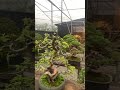 新緑の季節を迎えました。