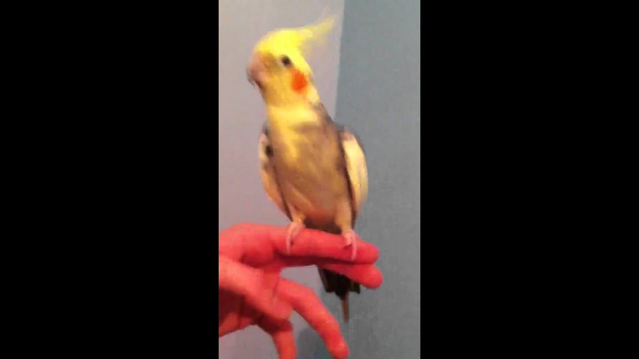 2 gallon dog water bowl