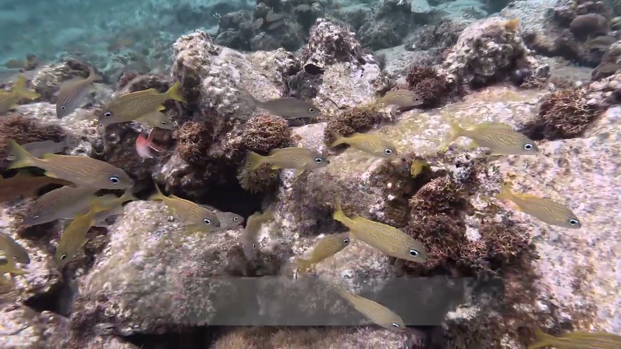 St. John Underwater-Season 5-Episode 22-Caneel Bay