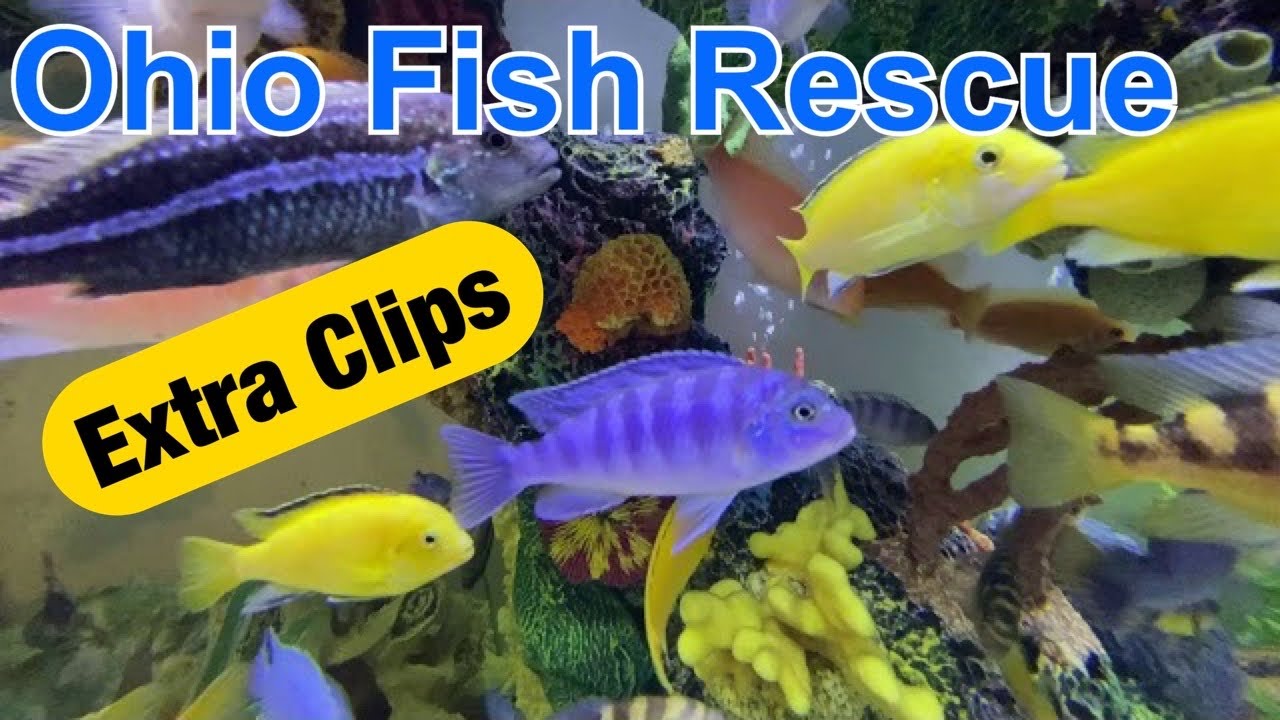 Behind the scenes at Ohio Fish Rescue YouTube