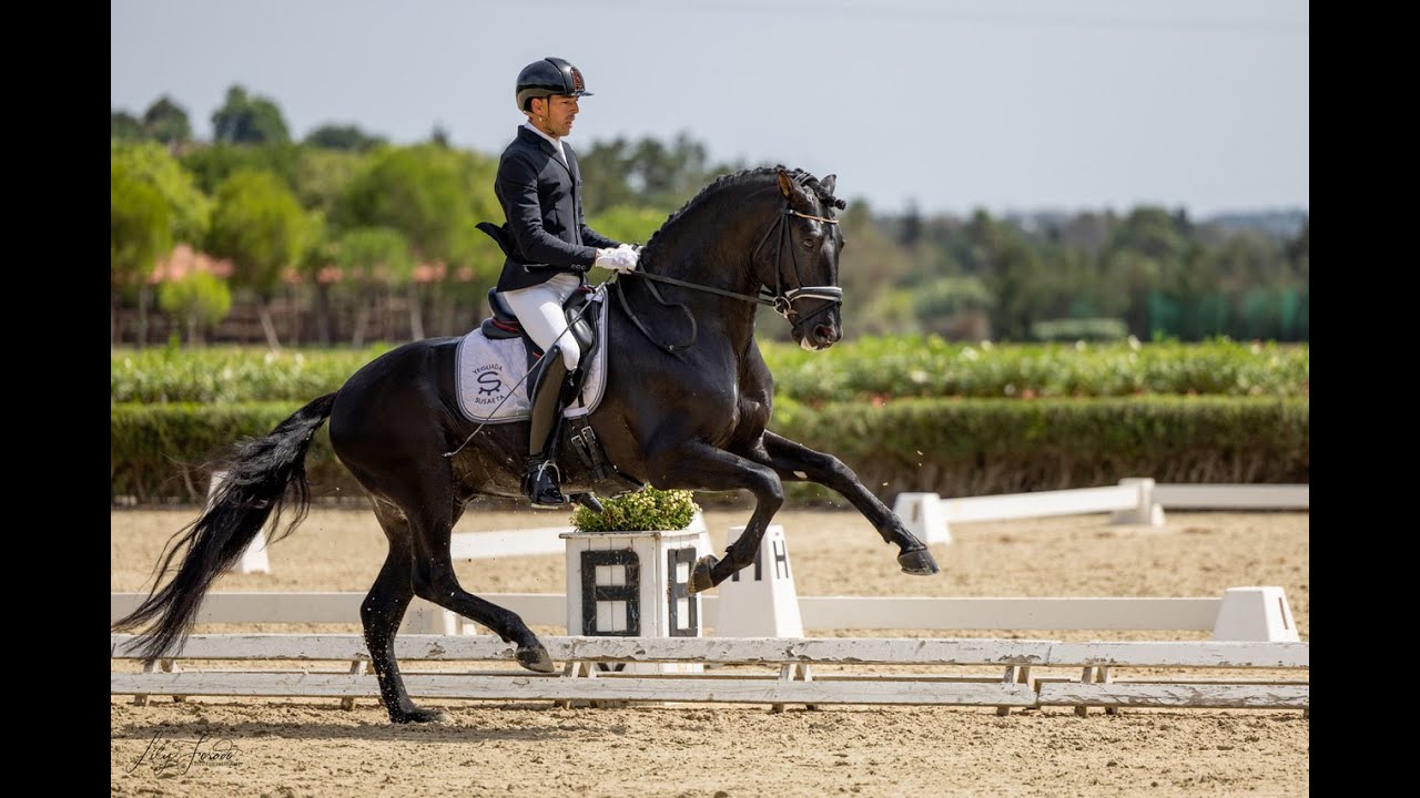 Becquer de Susaeta | Campeón de la Prueba Final - SICAB 2025 | NIVEL 4 AÑOS - 79,600%
