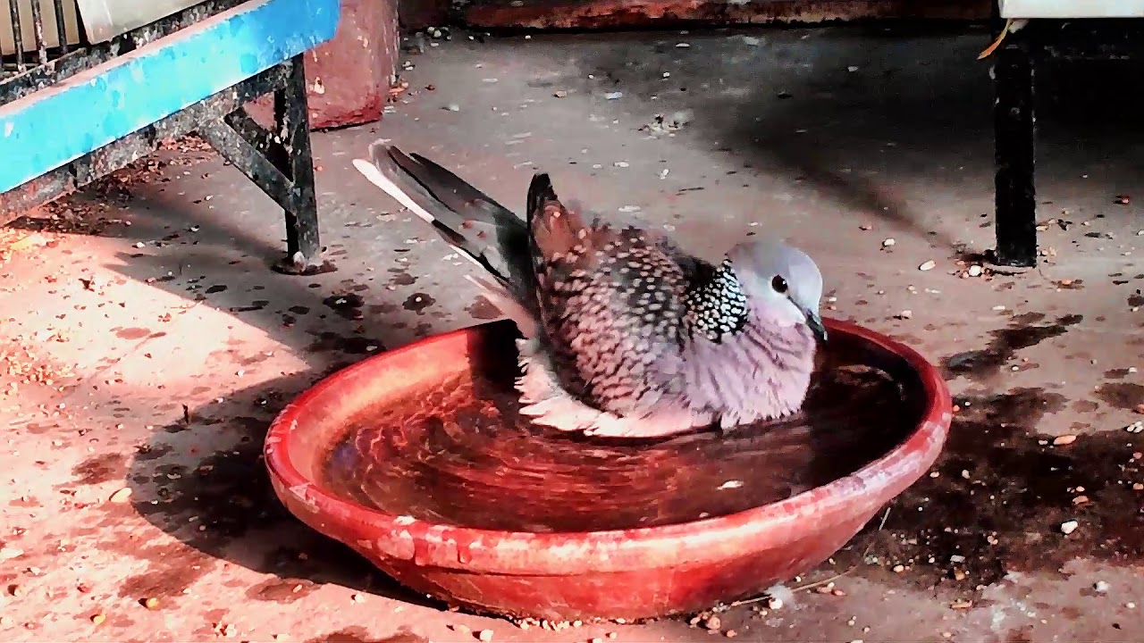 Spotted Dove taking Bath 