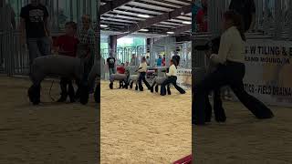 Burrito gets 3rd of 3 at Clinton County Fair… #iowalife #fairseason #sheepshow #countyfair 