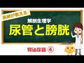 確認問題は9分35秒 尿管と膀胱について 医療系学生向け 確認問題は9分35秒 尿管と膀胱について 医療系学生向け