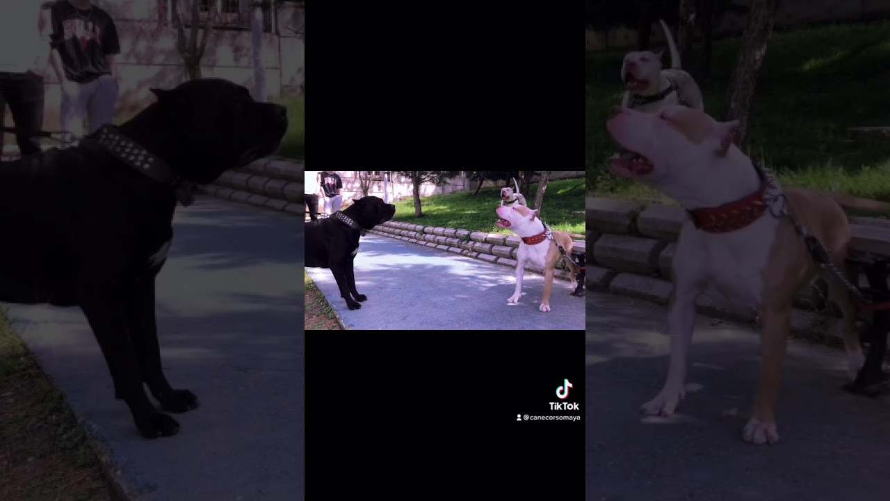 Cane corso Maya tiktok